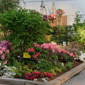 Hallenshow Rhodo 2014 Baumschule Keilers Bad Zwischenahn-Aschhauserfeld