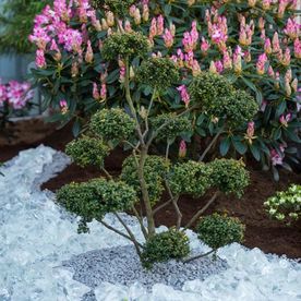 Gartenbonsai im Glassteinfluss - Baumschule Keilers Bad Zwischenahn-Aschhauserfeld